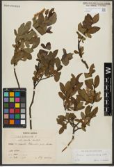 Foto von Salix waldsteiniana Willd.